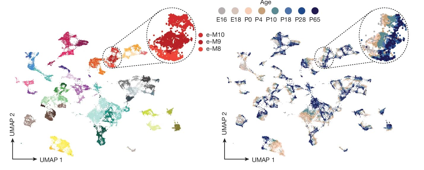 Open access visualization of Scatter Plot, UMAP, Dimension Reduction, Excitatory Neurons, Developmental Stages