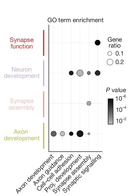 Open access visualization of Bubble Plot, GO Term Enrichment, Differentially Expressed Genes, Brain Regions