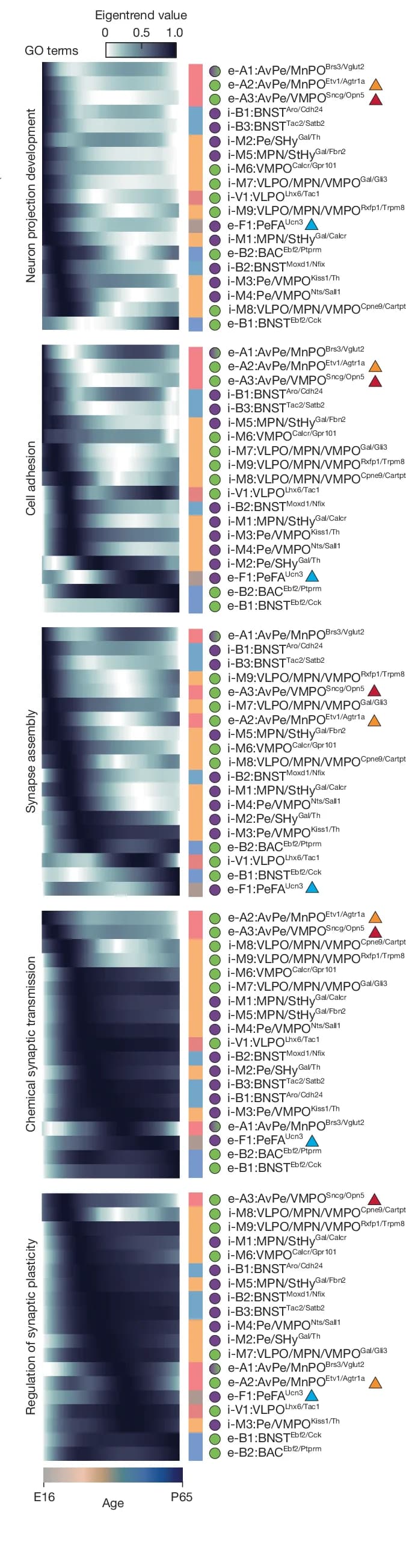 Open access visualization of Heatmap, Distance Trajectories, MPN + VMPO + Pe Cell Types, ANOVA