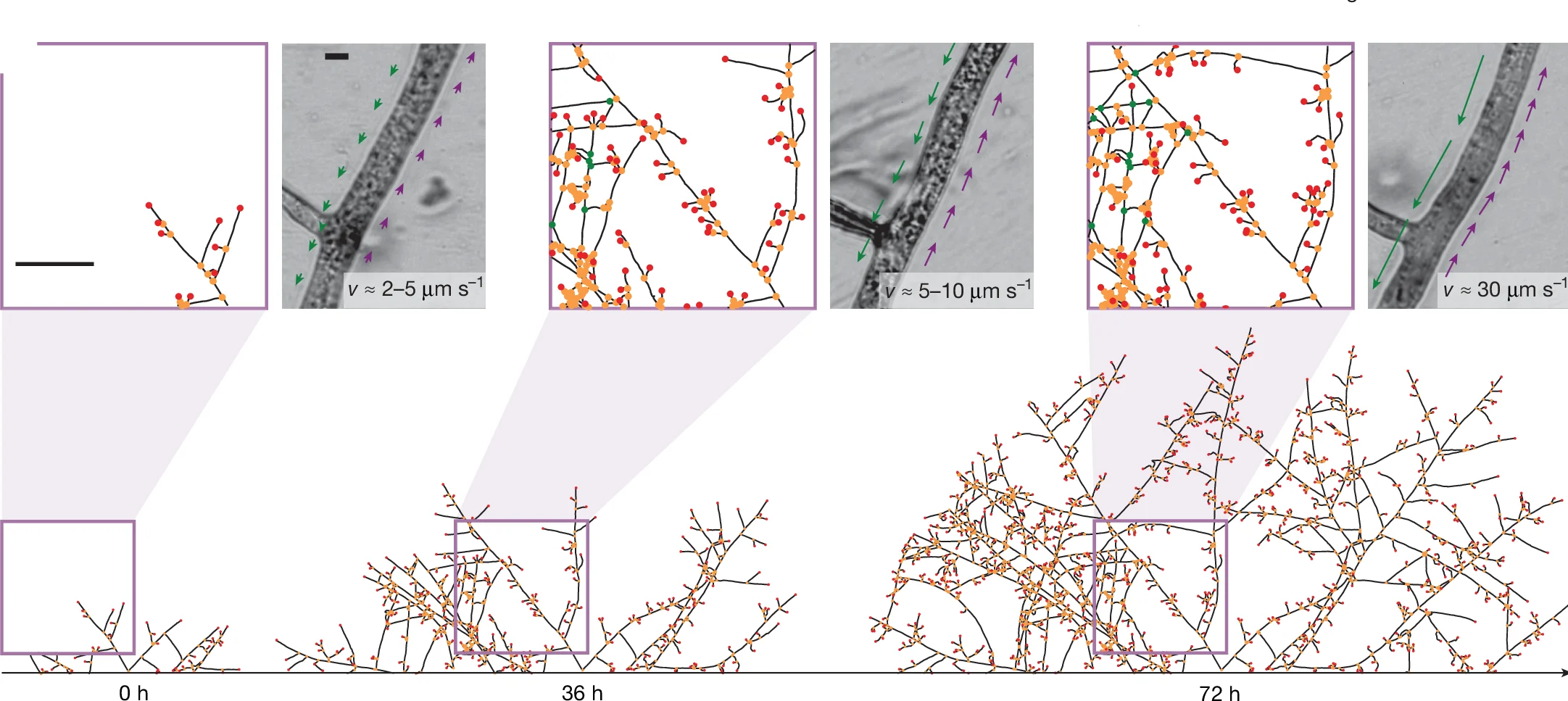 Open access visualization of Network, Microscopy, Network Skeleton, Tip Nodes, Branch Nodes
