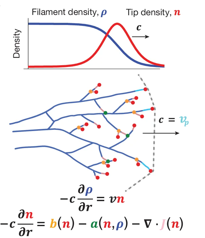Open access visualization of Line Plot, Illustration, Density Profiles, BARE Wave Model, Partial Differential Equations