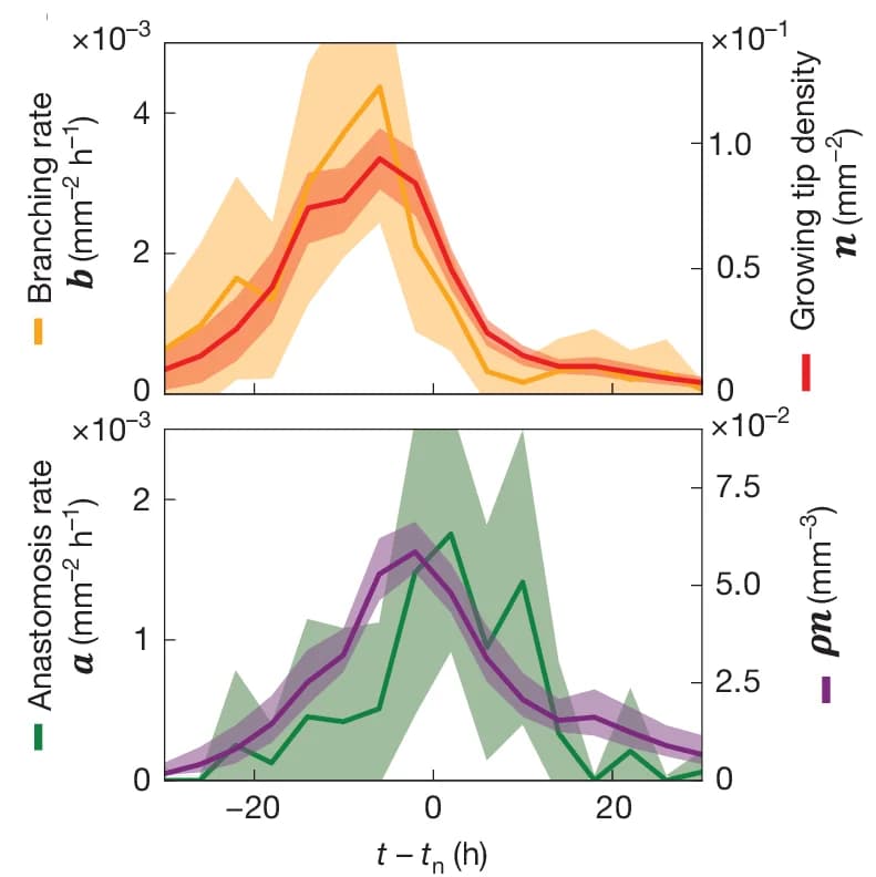 Open access visualization of Line Plot, Error Bars, Model Variables, Branching Rate, Tip Density