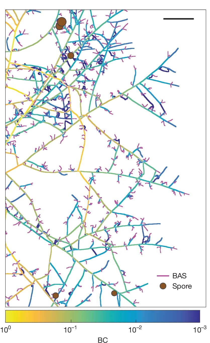 Open access visualization of Network, Network Graph, Betweenness Centrality, BAS, Spores