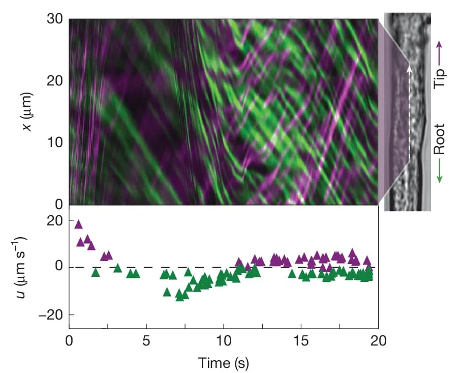 Open access visualization of Line Plot, Microscopy, Scatter Plot, Kymograph, Flow Trajectories