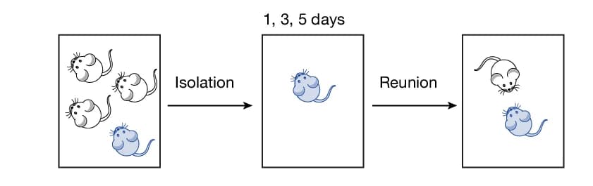 Open access visualization of Workflow, Illustration, Social Isolation, Behavioural Paradigm