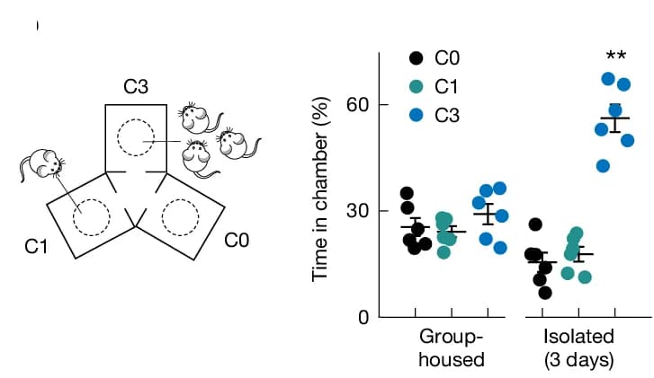 Open access visualization of Scatter Plot, Error Bars, Preference Test, Chambers, Mice