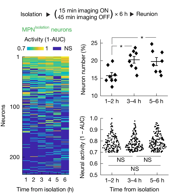 Open access visualization of Heatmap, Scatter Plot, Error Bars, Activity Analyses, MPN Isolation Neurons