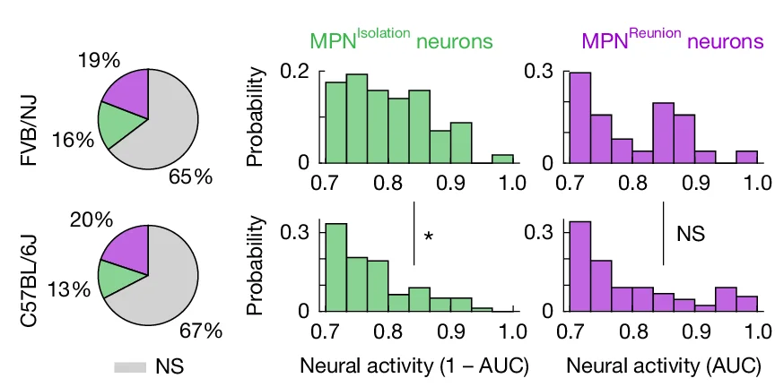 Open access visualization of Pie Chart, Bar Plot, MPN Neuronal Activity, Isolation, FVB Mice