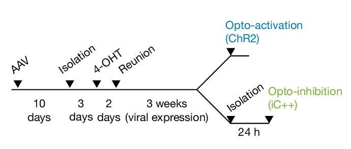 Open access visualization of Workflow, Flowchart, Cre/Flp, MPN Isolation Neurons, Optogenetic Manipulations