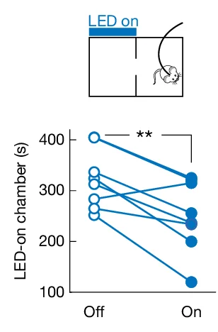 Open access visualization of Line Plot, Scatter Plot, Optogenetic Activation, MPN Isolation Neurons, Real-Time Conditioned Place Preference Test