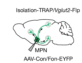 Open access visualization of Illustration, Workflow, Viral Tracing, MPN Isolation Neurons, Brain Mapping