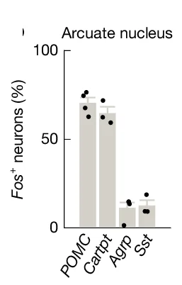 Open access visualization of Bar Plot, Error Bars, Scatter Plot, Activated Neurons, Projection Regions