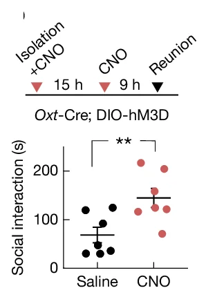 Open access visualization of Scatter Plot, Error Bars, Chemogenetic Activation, Oxytocin Neurons, PVN