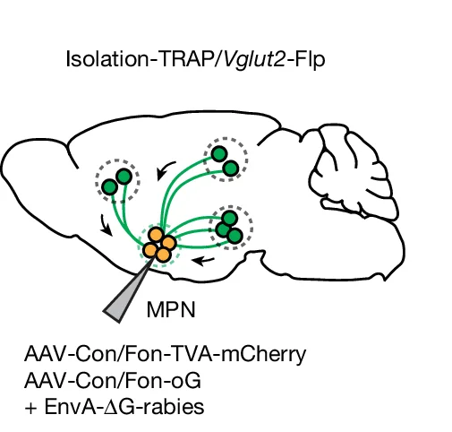 Open access visualization of Illustration, Viral Tracing, Brain Regions, MPN Isolation Neurons