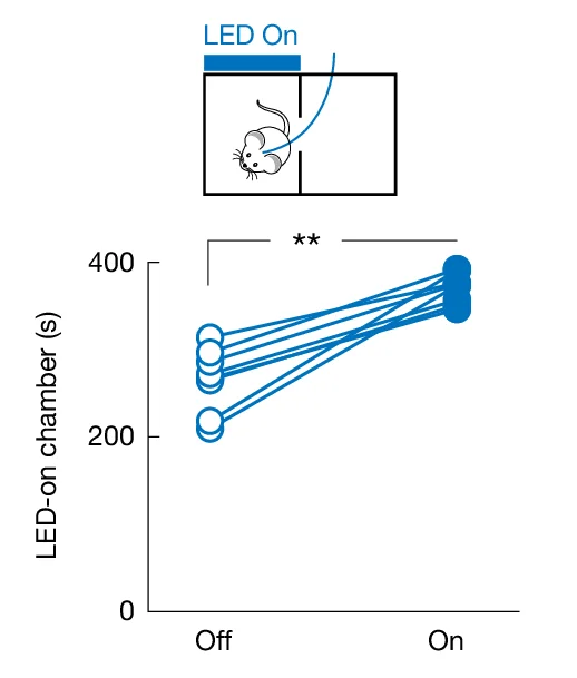 Open access visualization of Line Plot, Scatter Plot, Behavioral Effects, Optogenetic Activation, MPN Reunion Neurons