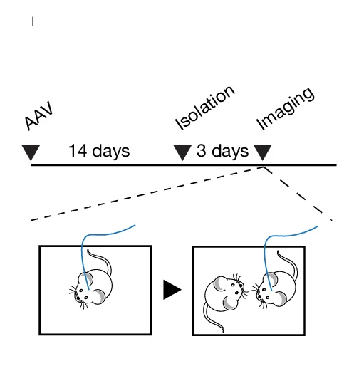 Open access visualization of Workflow, Illustration, Dopamine Release, Nucleus Accumbens, Social Reunion