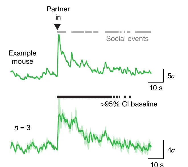Open access visualization of Line Plot, Error Bars, Dopamine Release, Nucleus Accumbens, Social Reunion