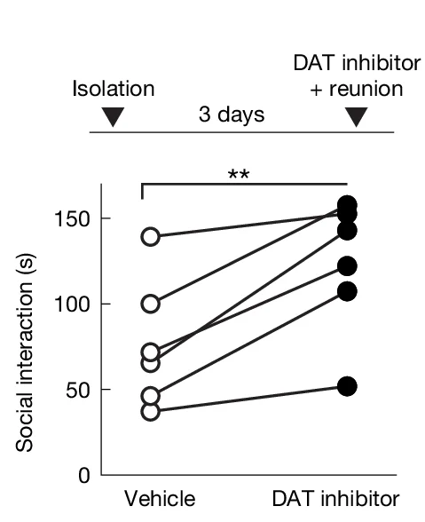 Open access visualization of Line Plot, Scatter Plot, Behavioral Effects, Dopamine Transporter Inhibitor, Nucleus Accumbens