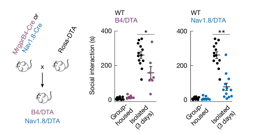 Open access visualization of Scatter Plot, Error Bars, Illustration, Genetic Ablation, Mrgprb4 Neurons