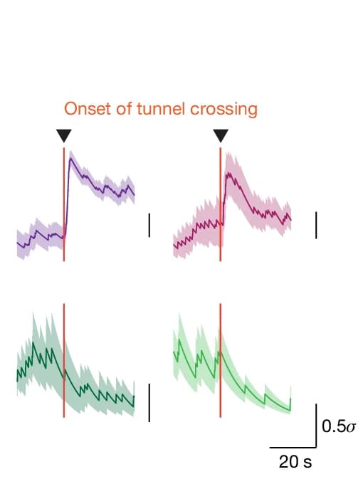 Open access visualization of Line Plot, Error Bars, Neuronal Activation, Neuronal Inhibition, Cloth Tunnel