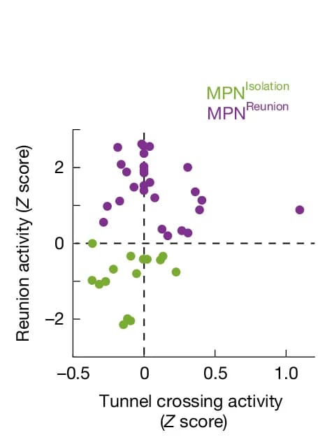 Open access visualization of Scatter Plot, Neuronal Activity, Social Reunion, Cloth Tunnel, MPN Neurons