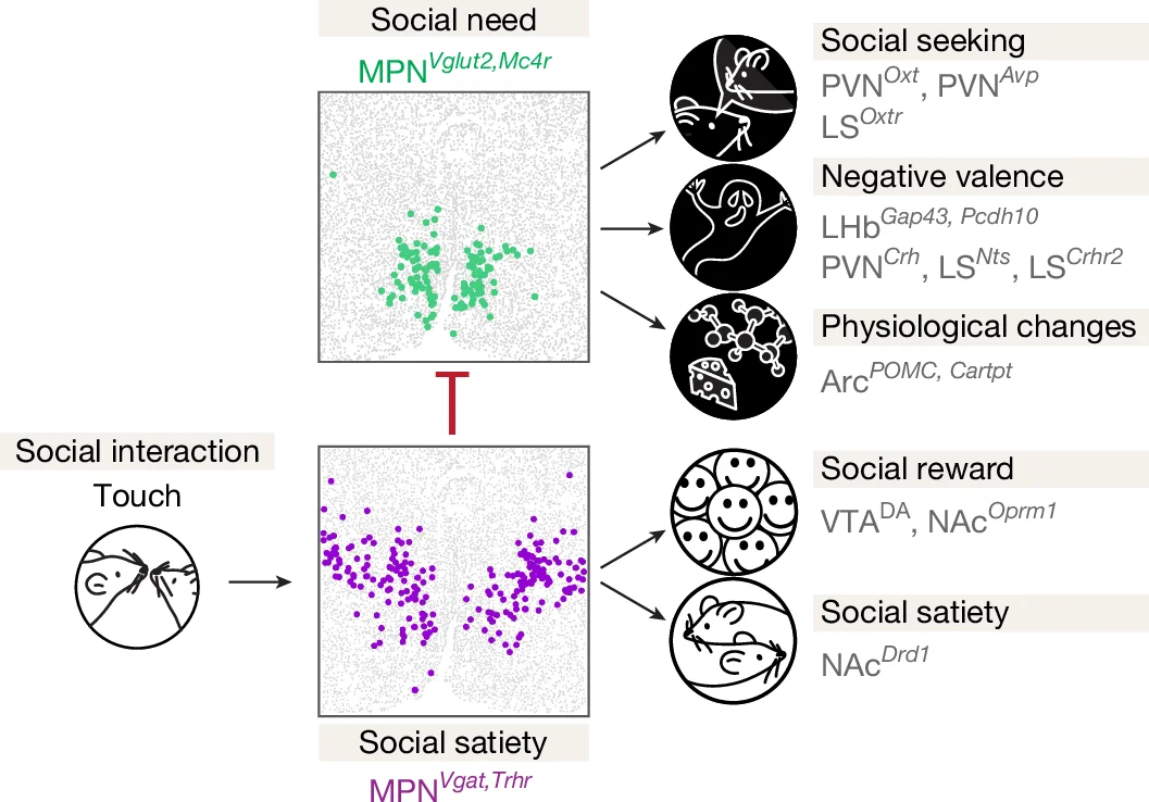 Open access visualization of Scatter Plot, Workflow, Illustration, Social Interaction, Neurons