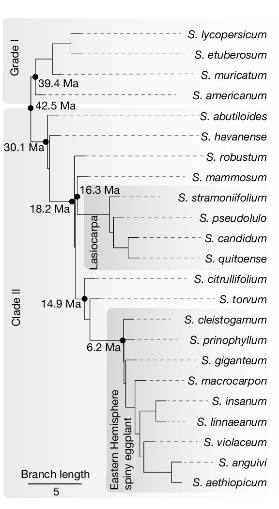 Open access visualization of Network, Pathway, Orthogroup, Phylogeny, Solanum Pan-genome