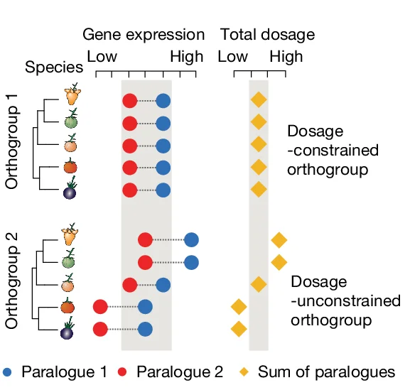 Open access visualization of Scatter Plot, Network, Orthogroups, Paralogue Pairs, Dosage