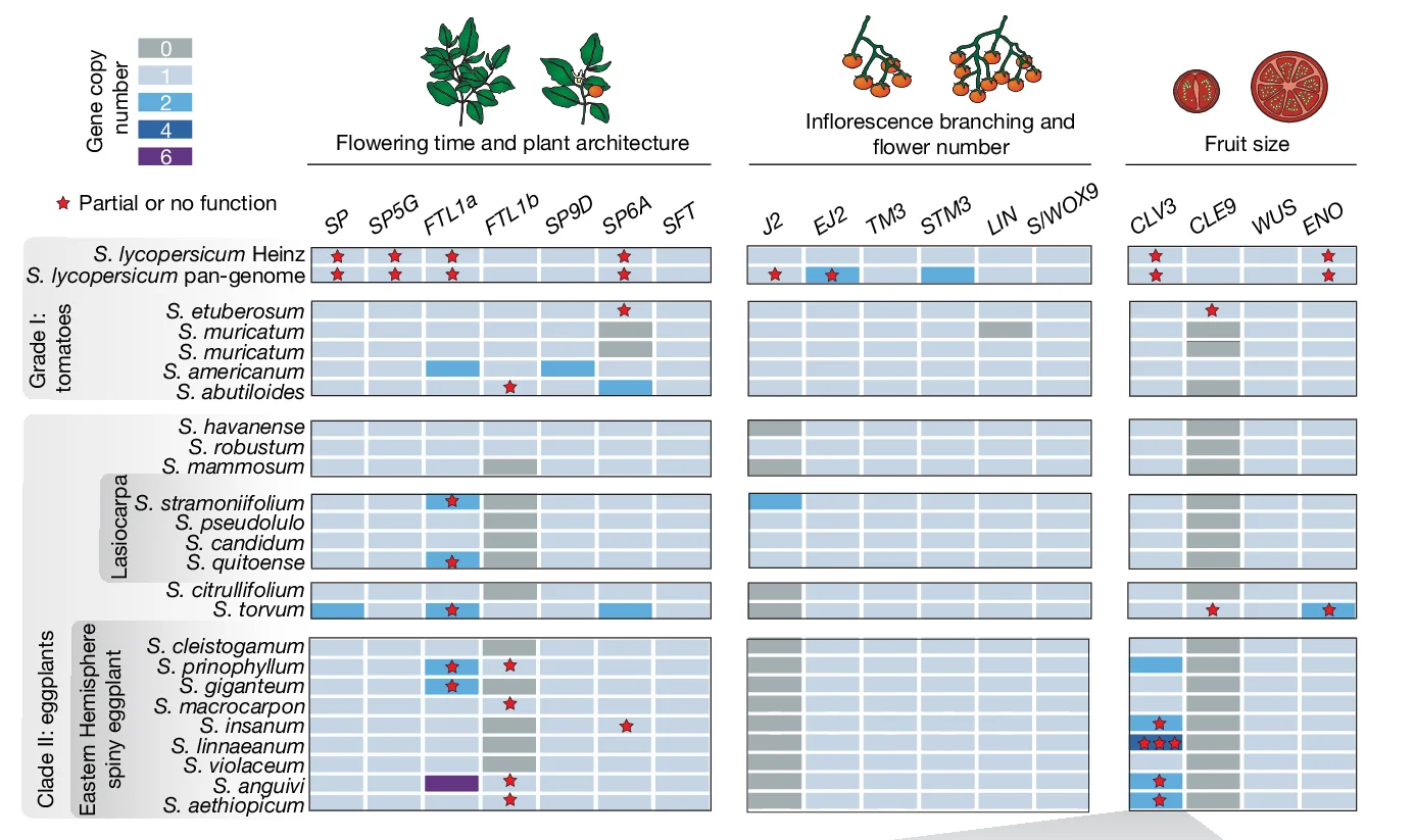 Open access visualization of Heatmap, Pan-genome, Gene Presence/Absence, Copy-Number Variation, Orthogroups