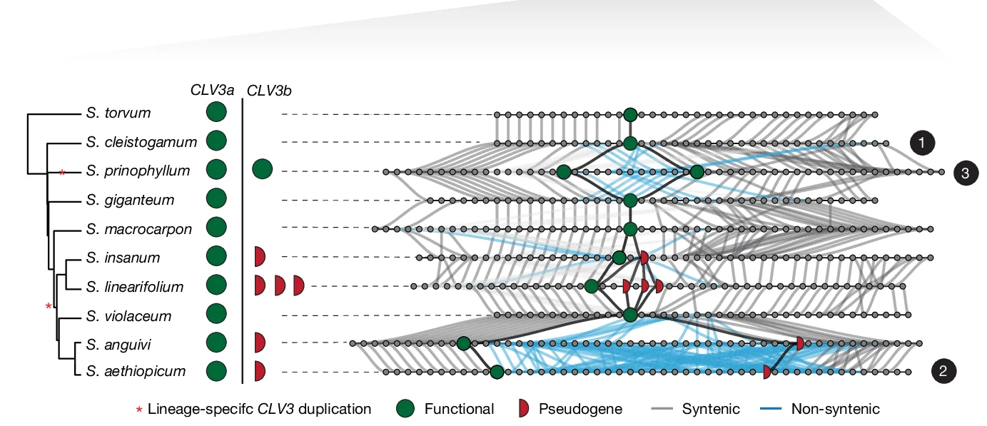 Open access visualization of Network, Pathway, Haplotype Diversification, CLV3 Locus, Eggplant Clade