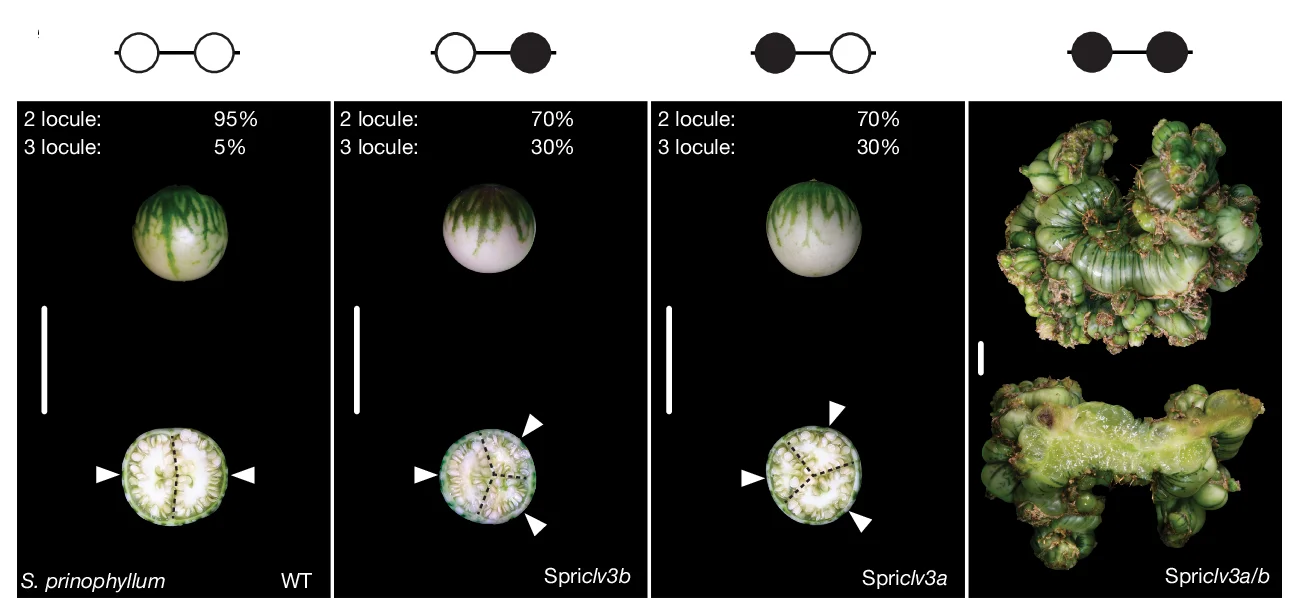 Open access visualization of Photo, Locules, Fruit, Paralogue-Specific CRISPR, Gene Editing