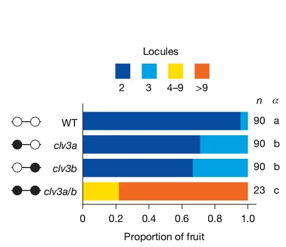 Open access visualization of Stacked Bar Plot, Quantification, Locule Number, Spri clv3a, Spri clv3b