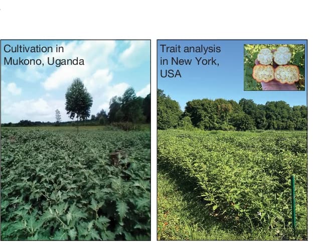 Open access visualization of Photo, African Eggplant, Field-grown, Uganda, New York