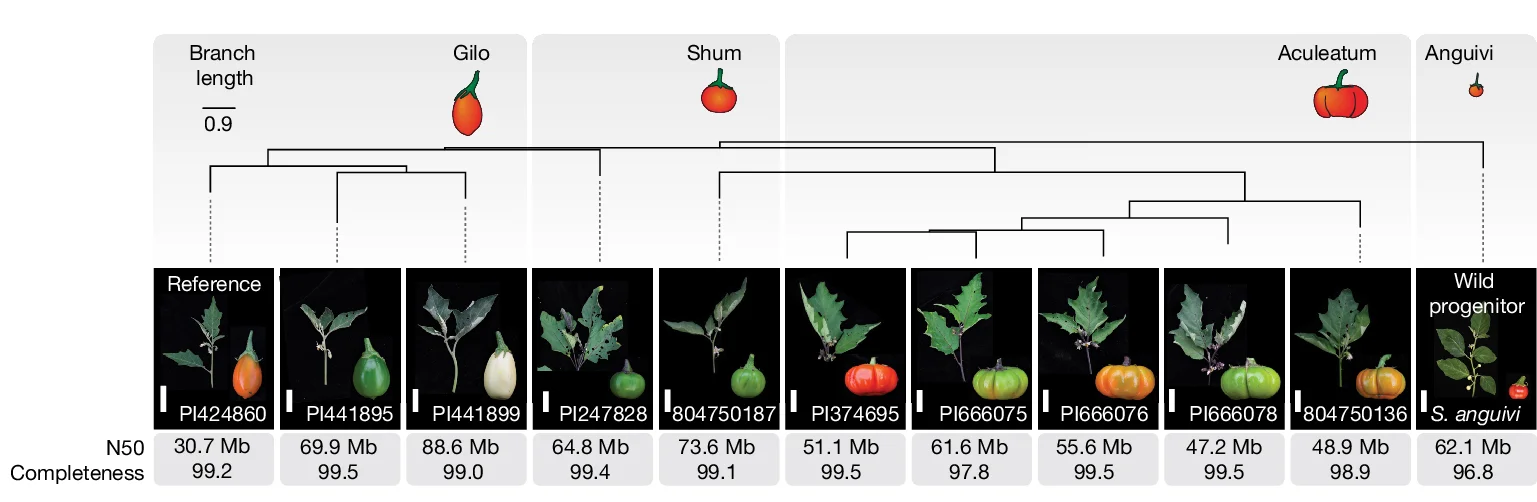 Open access visualization of Network, Photo, Orthologue-based Phylogeny, African Eggplant, Cultivar Groups