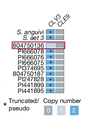 Open access visualization of Heatmap, Copy-number Variation, CLV3, Pan-genome, Genotypes
