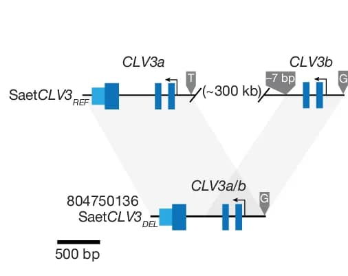 Open access visualization of Illustration, Deletion-fusion Allele, CLV3, Single-nucleotide Polymorphisms, SNPs
