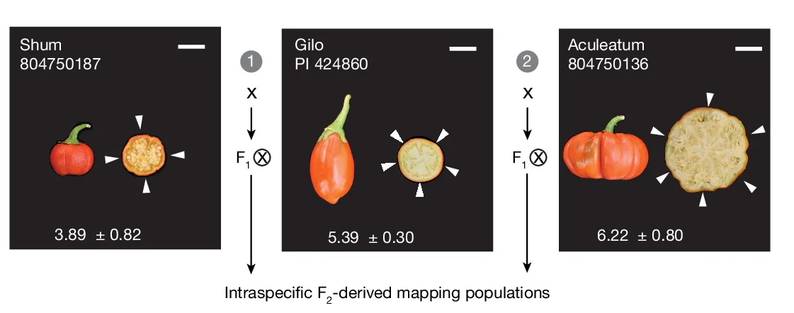 Open access visualization of Workflow, Illustration, Photo, Intraspecific Crosses, African Eggplant