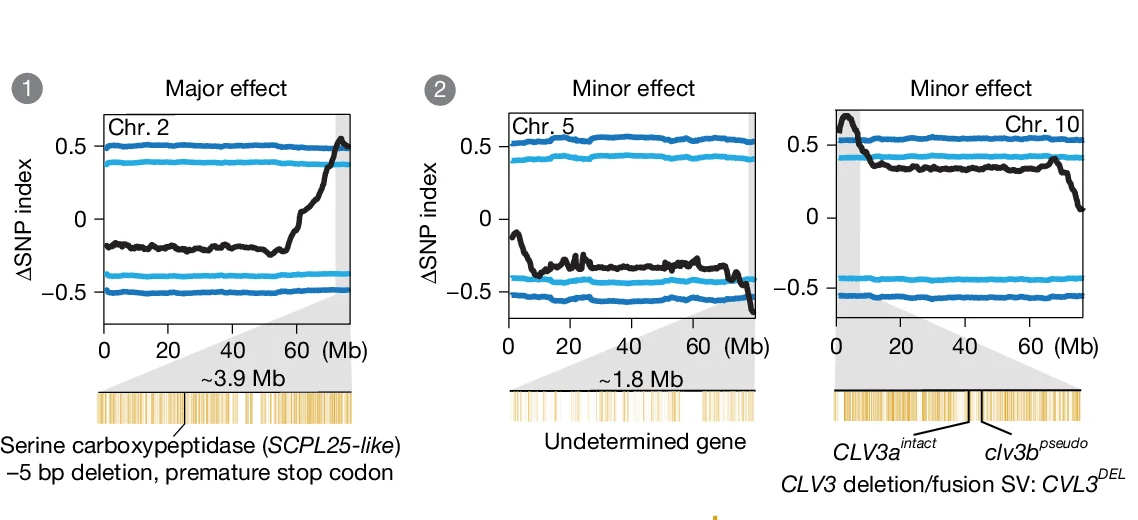 Open access visualization of Line Plot, Error Bars, Major Effect QTLs, Minor Effect QTLs, Locule Number