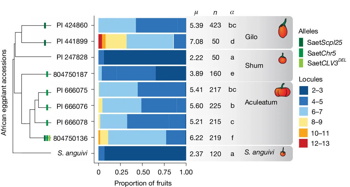 Open access visualization of Stacked Bar Plot, Fruit Locule Number, African Eggplant, Phylogenetic Tree, QTL Alleles
