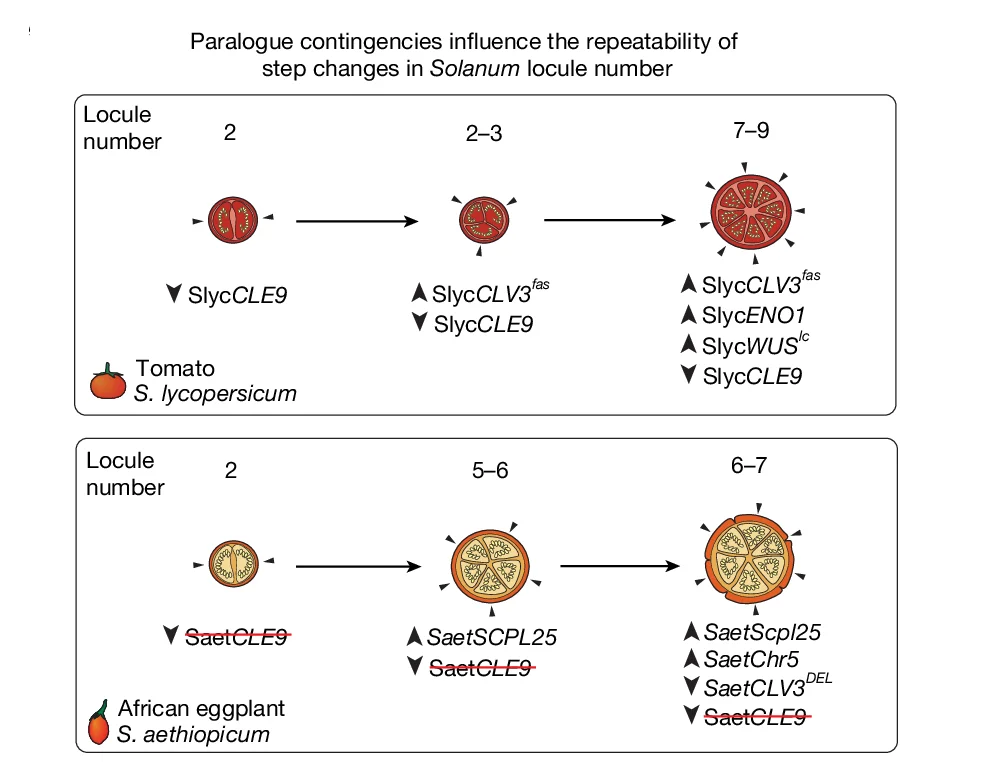 Open access visualization of Workflow, Illustration, Genetic Basis, Locule Number, Fruit Size