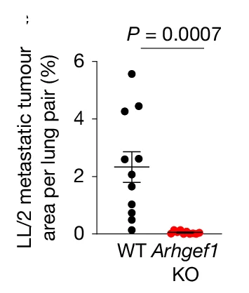 Open access visualization of Scatter Plot, Error Bars, Quantification, Lung Metastases, Lung Area