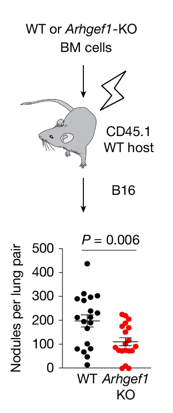 Open access visualization of Scatter Plot, Illustration, Schema, Frequency, Metastases