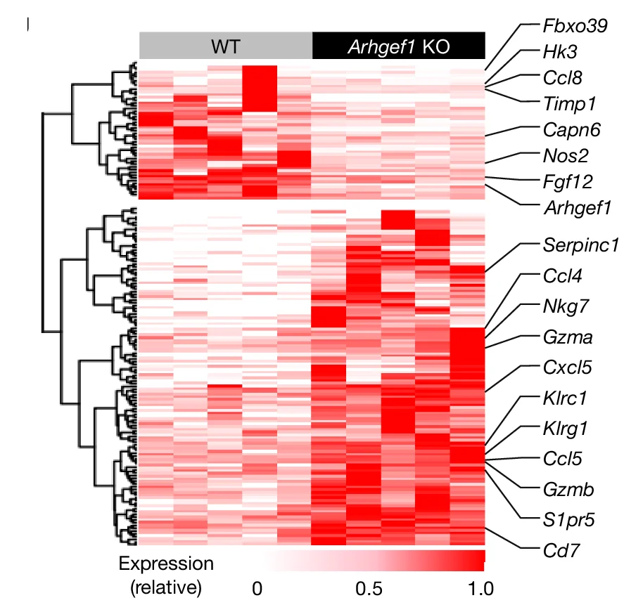Open access visualization of Heatmap, Clustered, Heat Map, Differentially Expressed Genes, Tumour-bearing Lungs