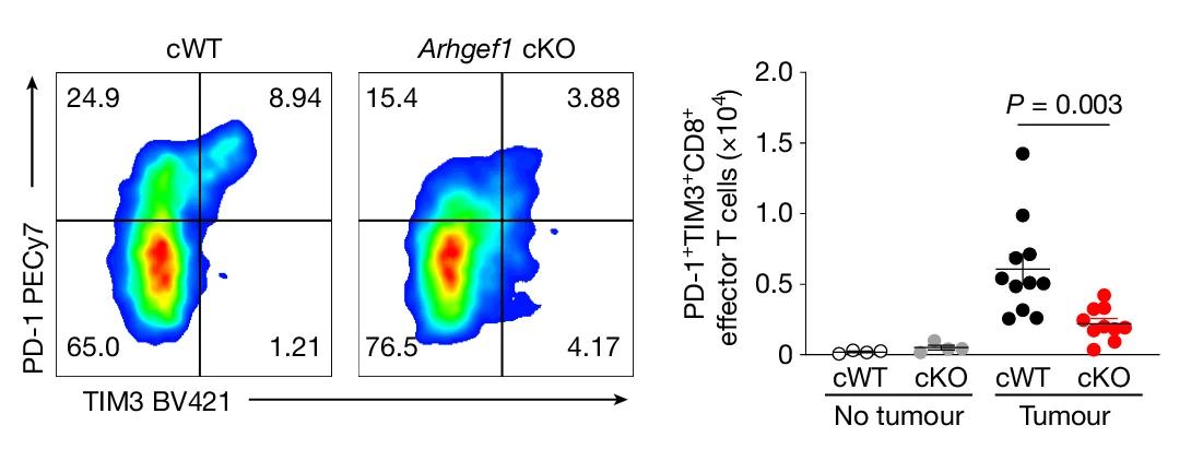 Open access visualization of Scatter Plot, PD-1 Expression, TIM3 Expression, Effector CD8+ T Cells, Tumor Bearing Lungs