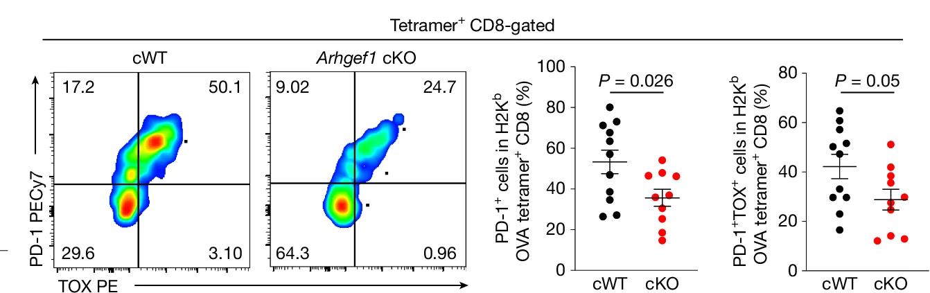 Open access visualization of Scatter Plot, Error Bars, Flow Cytometry Plots, PD-1 Expression, TOX Expression