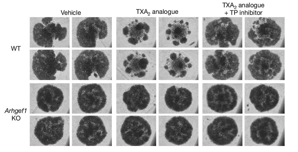 Open access visualization of Microscopy, Photomicrographs, CD8+ T Cells, Antibodies, IL-2