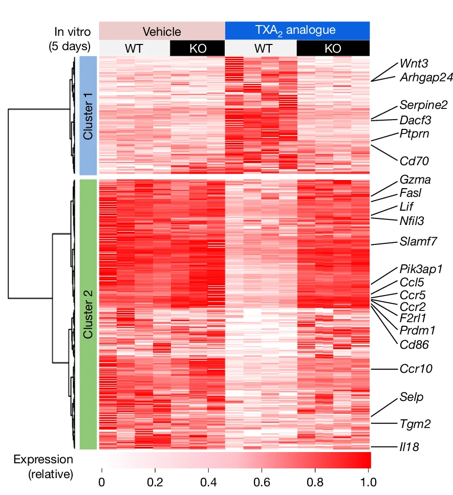 Open access visualization of Heatmap, Clustered, Heat Map, Differentially Expressed Genes, Naive CD8+ T Cells
