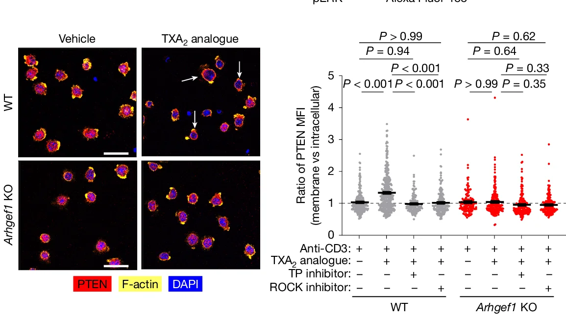 Open access visualization of Scatter Plot, Microscopy, Confocal Imaging, Computational Analysis, PTEN