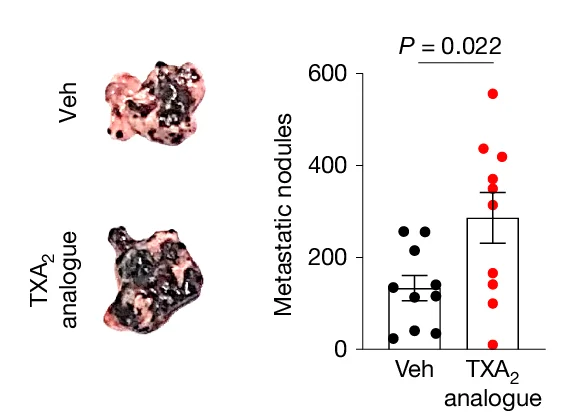 Open access visualization of Bar Plot, Scatter Plot, Error Bars, Photographs, Lung Metastases