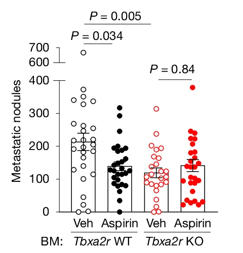 Open access visualization of Bar Plot, Error Bars, Scatter Plot, B16 Lung Metastases, Bone Marrow Chimeras
